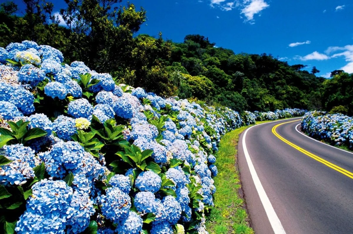 Estrada ladeada por hort&ecirc;nsias azuis.